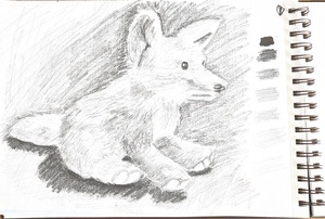 Stuffed Coyote Sketch